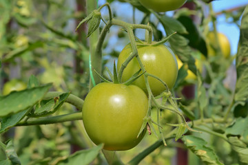 Tomatoes ripen on a branch in a greenhouse