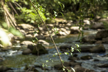 River Stone in Itariri, Sao Paulo state, Brazil