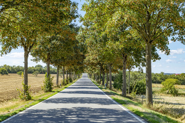 scenic alley with shadow of trees at the border France - Germany
