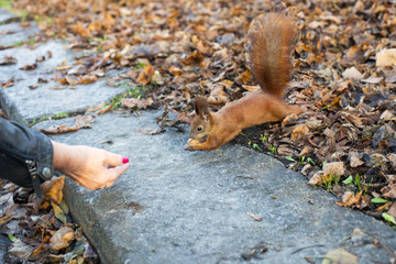 Eurasian red squirrel with nut in autumn forest