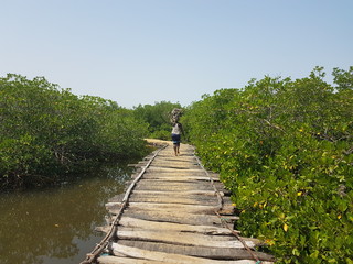 chemin dans la mangrove Sénégalaise