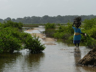 chemin dans la mangrove Sénégalaise