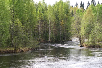 Naklejka premium Spring, river, on the banks of the river-a forest of deciduous and coniferous trees, birch with young green foliage.