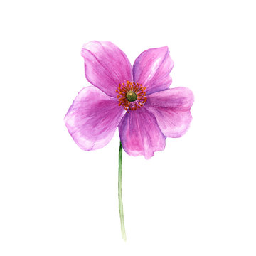Watercolor anemone flower. Hand drawn single flower isolated on white background. Artistic floral element. Botany illustration