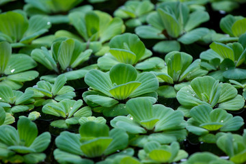 Fototapeta na wymiar Lotus leaf floating on the water