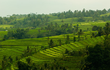Fototapeta na wymiar Jatiluwih rice terraces in Bali, Indonesia