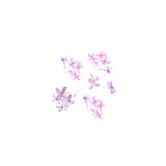 Soft pastel color floral. Purple Lilac pink flowers and petals of syringa watercolor illustration on white