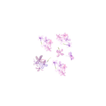 Soft pastel color floral. Purple Lilac pink flowers and petals of syringa watercolor illustration on white