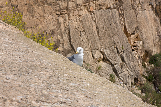 A seagull created a nest for laying eggs and raising babies on the edge of fortress ruins at a dangerous height. Extreme location for seagull nest. Mountain rock background.
