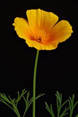 Eschscholzia californica or California poppy flower with full depth of fild isolated on black background