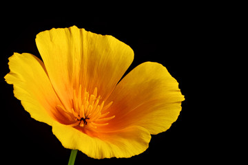 Eschscholzia californica or California poppy flower with full depth of fild isolated on black background