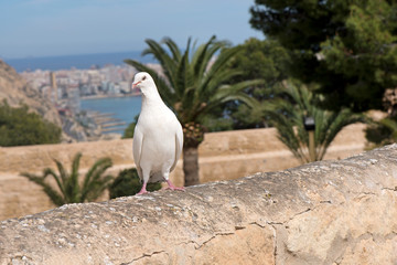White pigeon standing on stone wall of fortress. Romantic scene, bird symbolizes freedom. Wedding concept. Beautiful, big palm trees in background. Alicante, Spain.