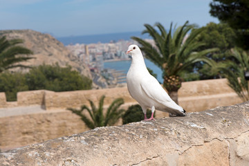 White pigeon standing on stone wall of fortress. Romantic scene, bird symbolizes freedom. Wedding concept. Beautiful, big palm trees in background. Alicante, Spain.