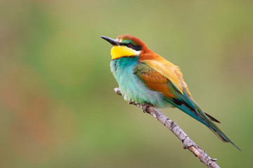Obraz premium Colourful birds - European bee-eater (Merops apiaster) sitting on a stick.