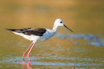 black winged stilt (Himantopus himantopus) in natural habitat