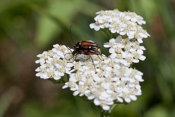 Brown beetles on white in spring.