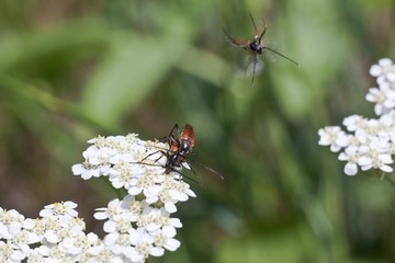 Brown beetles on white in spring.