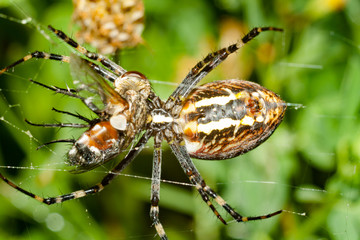 Spider Argopa brunnicha eats its prey - the fly.