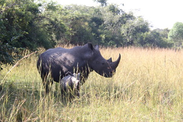 Fototapeta premium Rodzina Rhino