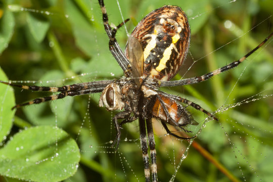 Spider Argopa brunnicha eats its prey - the fly.