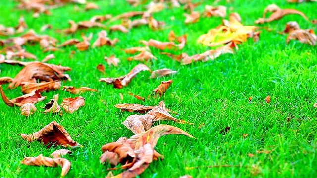 autumn leaf garden clean