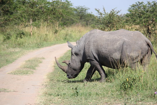 Rhino crossing the street