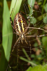 Spider Argopa brunnicha expects his victim in the web