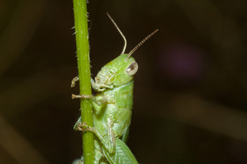 A green grasshopper sits on a branch.