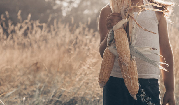 Little girl playing in a corn field on autumn. Child holding a cob of corn. Harvesting with kids. Autumn activities for children