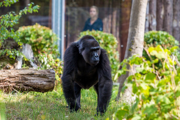 Gorilla
