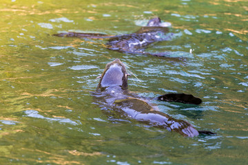 Fototapeta premium Seelöwe