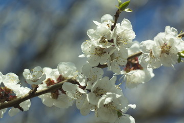 Flowers of white cherry.