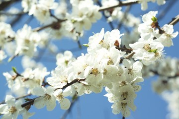 Obraz premium Flowers of white cherry.