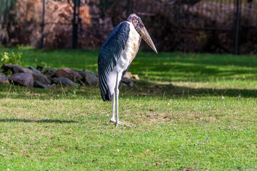 Riesenvogel