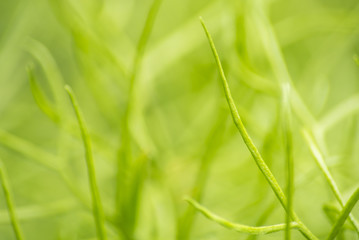 abstract green plant freshness background