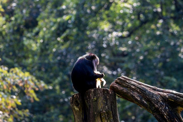 kleiner affe