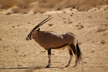 Oryx