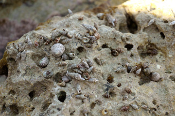 Seashells in shallow sea water