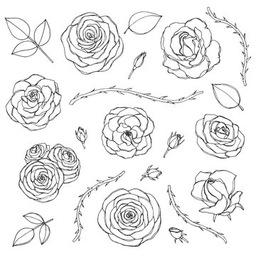 Hand drawn set of rose flowers with buds, leaves and thorny stems line art isolated on the white background. Floral collection of blossoms in sketchy style.