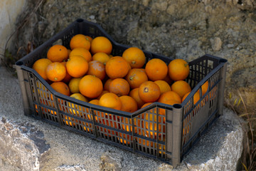 Box of fresh oranges