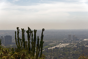 A view of cactus plants and cityscape of Los Angeles, California