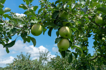 【青森県弘前市岩木山麓】津軽のりんごはもうすぐ赤く色付きます。