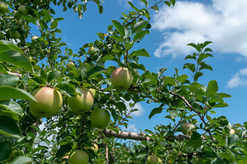 【青森県弘前市岩木山麓】津軽のりんごはもうすぐ赤く色付きます。