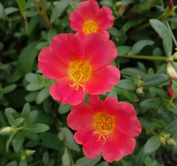 Fototapeta premium ハナスベリヒユ