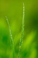 Drops of water on a green grass close up. Blurred background.