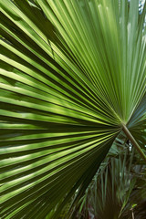 Huge green palm leaves in the sunlight