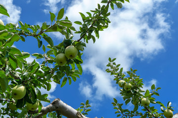 【青森県弘前市岩木山麓】津軽のりんごはもうすぐ赤く色付きます。