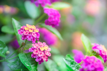 close up beautiful purple Lantana camara flower blooming in a garden in spring season 