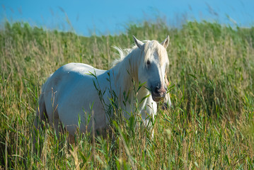 Naklejka na ściany i meble White horse eating grass in a field, portrait 