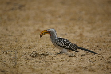 Yellow Hornbill